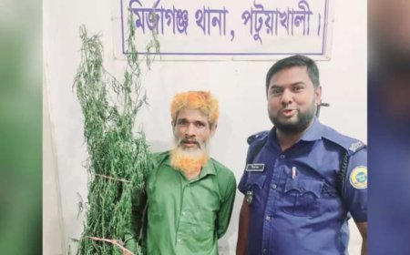 পাট ক্ষেতে গাঁজা গাছ!