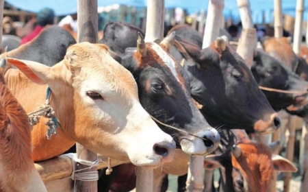 উপহার পাওয়া পশু কি কোরবানির যোগ্য?