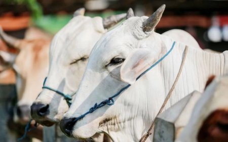 কোরবানির পশু নির্বাচনের ৫টি গুরুত্বপূর্ণ শর্ত