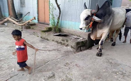 শিশুর সঙ্গে ‘দানবীয়’ গরুর বন্ধুত্ব