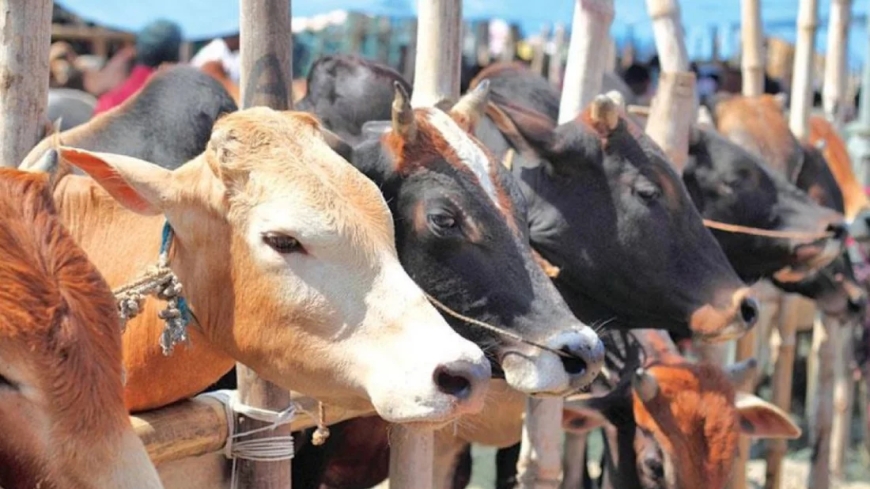 উপহার পাওয়া পশু কি কোরবানির যোগ্য?