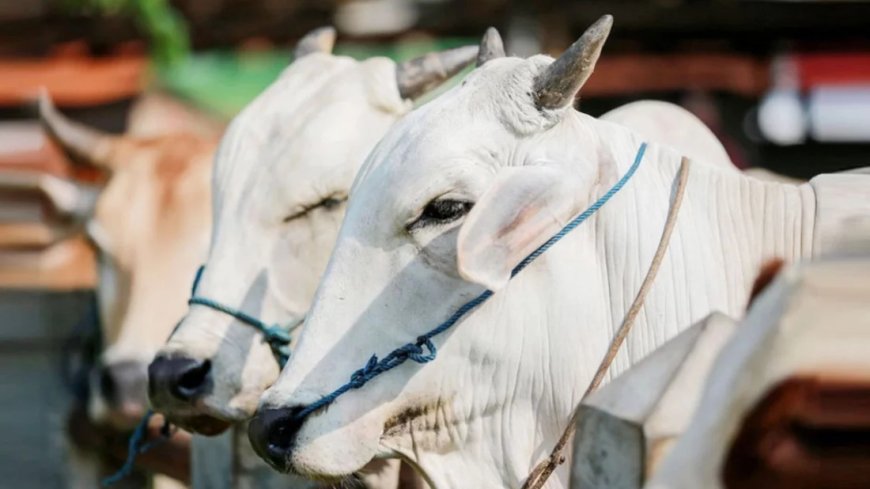 কোরবানির পশু নির্বাচনের ৫টি গুরুত্বপূর্ণ শর্ত