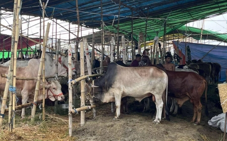 রাজধানীতে পশুর হাট জমেনি, শেষের দিকে বিক্রির আশা