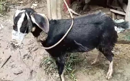 ছাগলের মুখে স্কচটেপ লাগিয়ে চুরির চেষ্টা, তার পরও ধরা