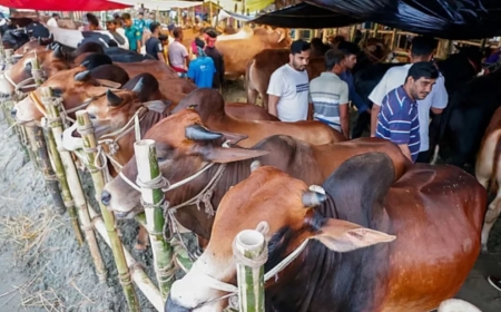 রাজধানীতে মাঝারি গরুর চাহিদা বেশি, শেষ দু’দিন বিক্রি বৃদ্ধির প্রত্যাশা ব্যবসায়ীদের