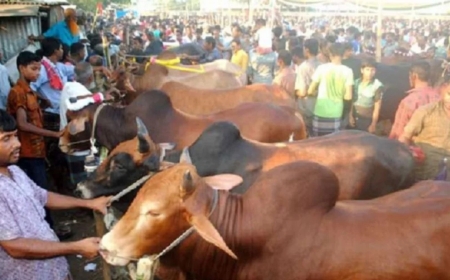 সিরাজগঞ্জের কোরবানি হাটে ক্রেতা কম, লোকসানের শঙ্কায় বিক্রেতা