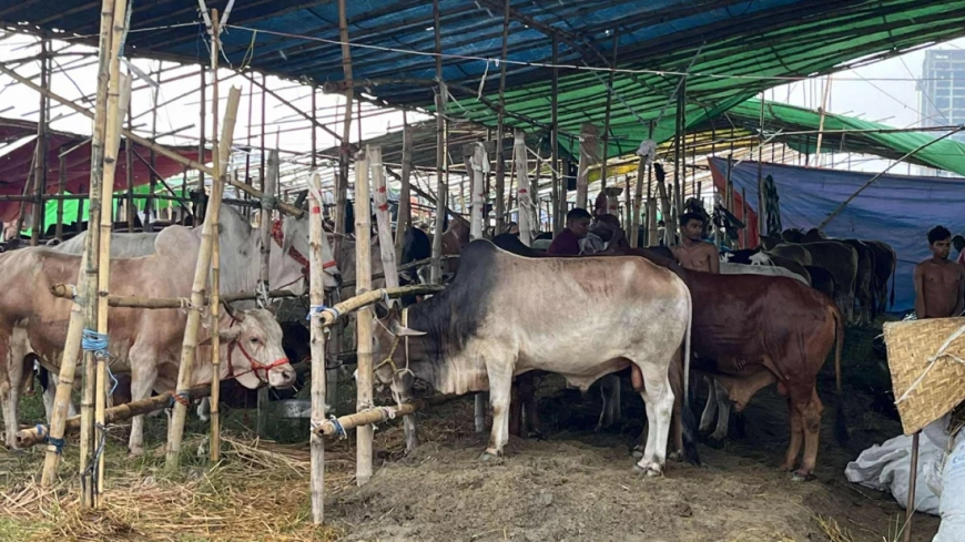 রাজধানীতে পশুর হাট জমেনি, শেষের দিকে বিক্রির আশা