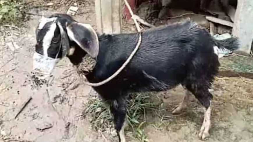 ছাগলের মুখে স্কচটেপ লাগিয়ে চুরির চেষ্টা, তার পরও ধরা