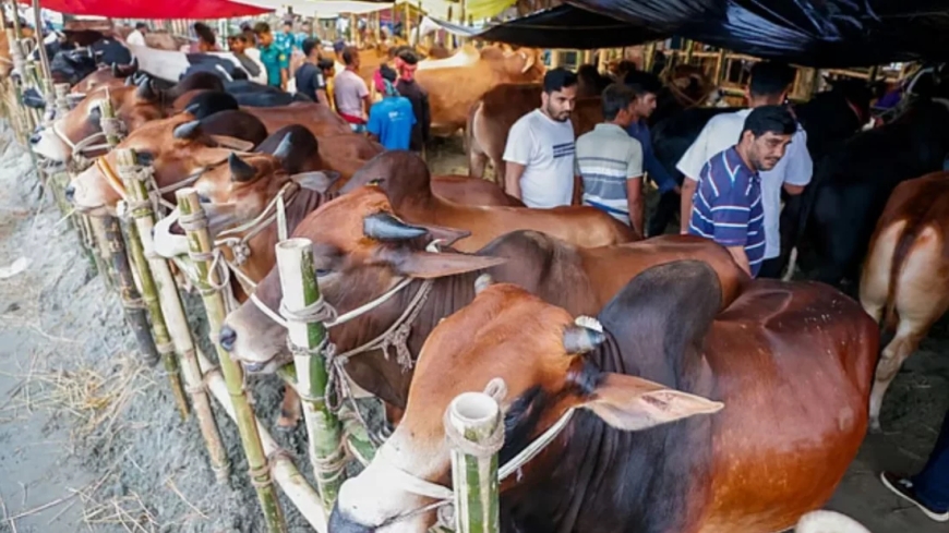 রাজধানীতে মাঝারি গরুর চাহিদা বেশি, শেষ দু’দিন বিক্রি বৃদ্ধির প্রত্যাশা ব্যবসায়ীদের
