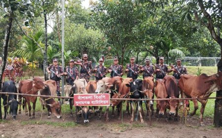 সুনামগঞ্জে ১৪টি ভারতীয় চোরাই গরু আটক করেছে বিজিবি