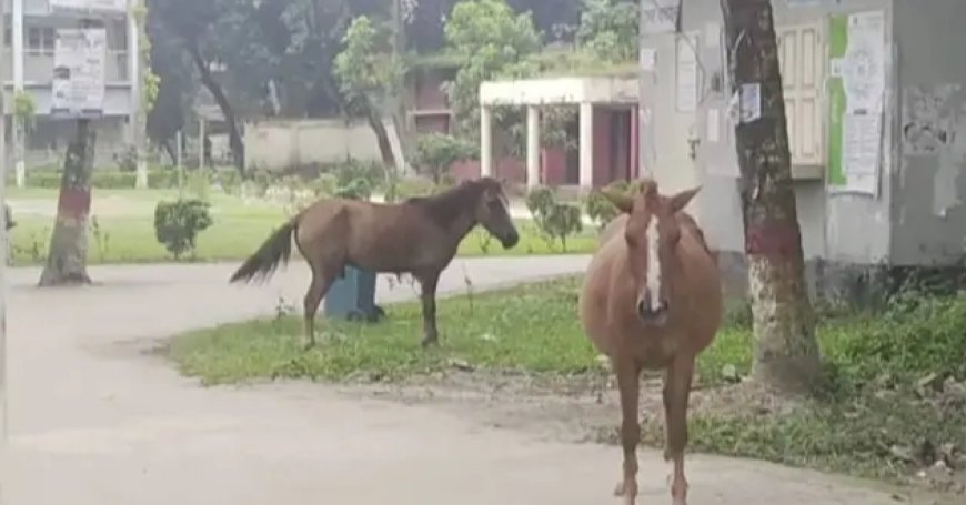 বোয়ালমারী তে  ঘোড়ার কামড়ে আহত -২০