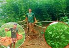 সীমান্তবর্তী দুর্গম গ্রামে পাহাড়ি শিমুল আলু চাষে সাফল্য, বরবটির ক্ষেত্রে পোকার আক্রমণে বিপাকে কৃষকরা