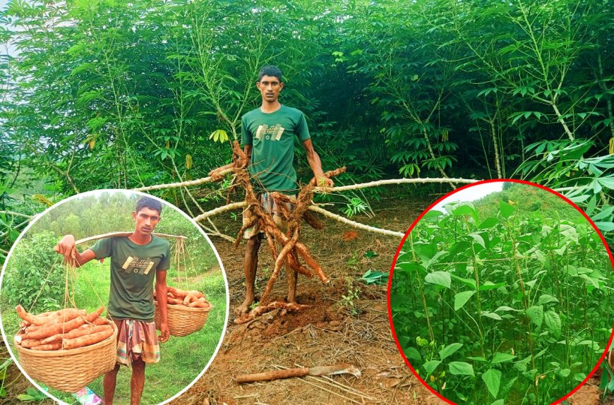 সীমান্তবর্তী দুর্গম গ্রামে পাহাড়ি শিমুল আলু চাষে সাফল্য, বরবটির ক্ষেত্রে পোকার আক্রমণে বিপাকে কৃষকরা