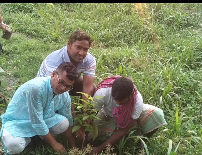 নরসিংদীতে নোঙ্গর বাংলাদেশের বৃক্ষরোপণ কর্মসূচি অনুষ্ঠিত